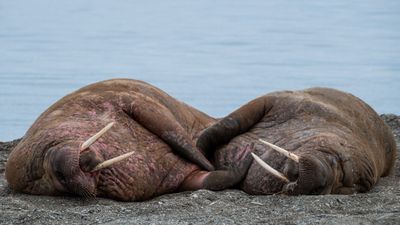 Spitsbergen, Svalbard