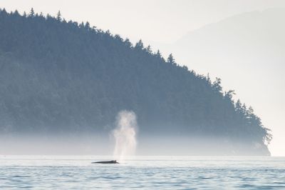 Vancouver Island BC, Canada