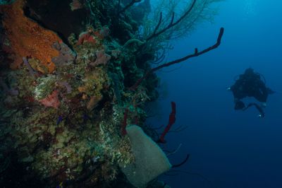 Coral wall, Belize