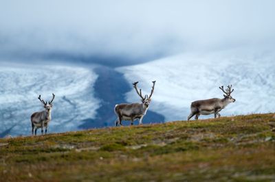 Spitsbergen, Svalbard