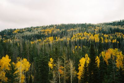 Dixie National Forest, UT