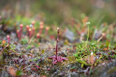 Spitsbergen, Svalbard
