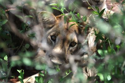 Lioness, Tanzania